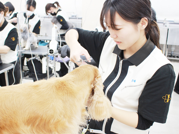 学校のモデル犬とトリミング実習☆